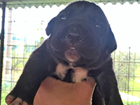 cuccioli cane corso nero